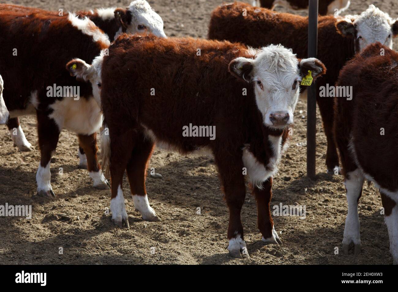 Closeup of hereford cow hi-res stock photography and images - Alamy