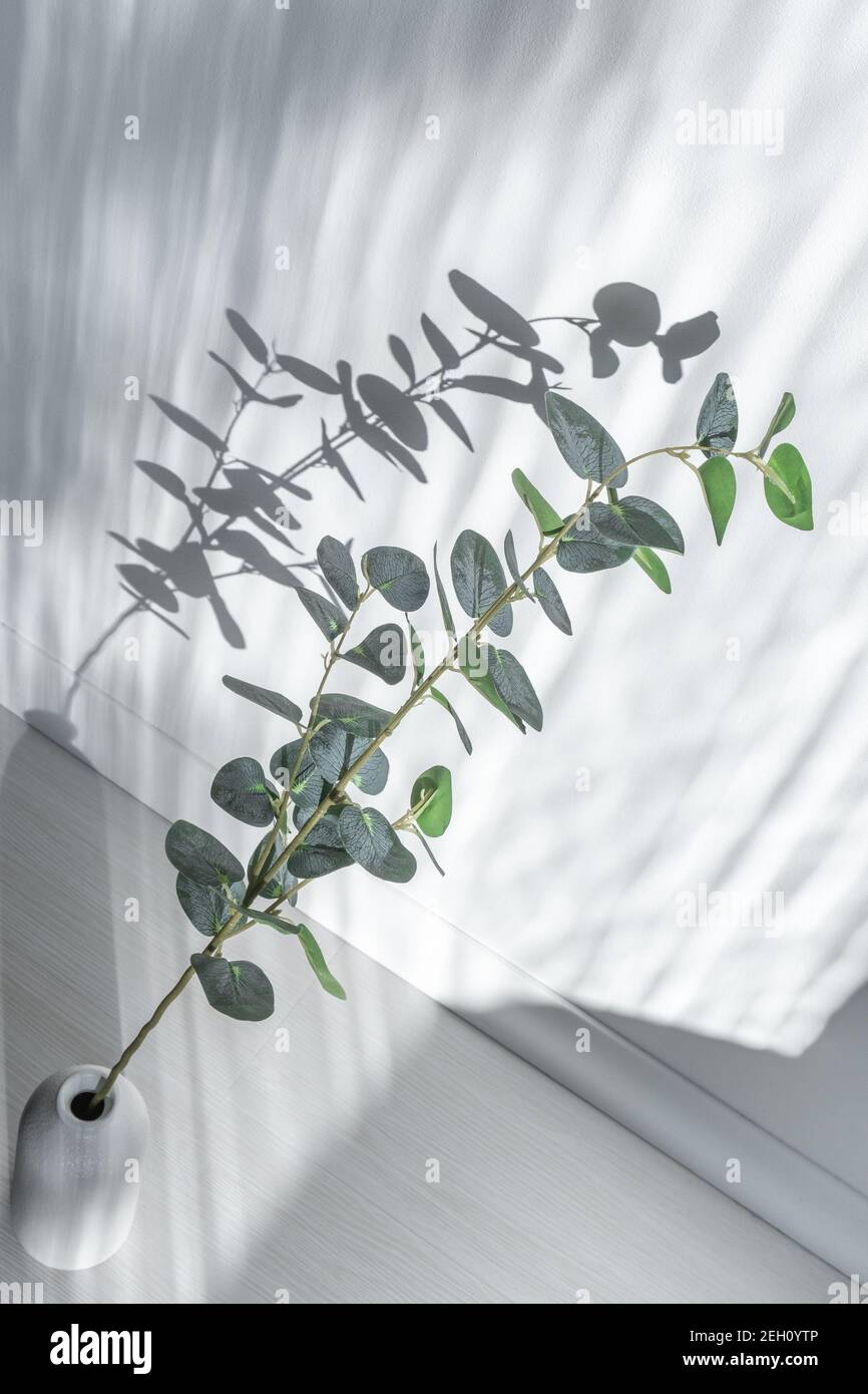 A beautiful green branch in a white vase stands against a white wall, lit by the bright sun with contrasting shadows. Floral minimalism, stylish home. Stock Photo
