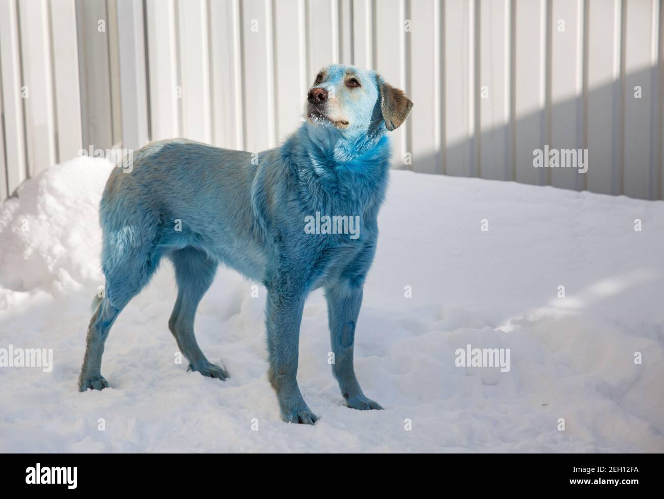 Nizhny Novgorod Russia 19th Feb 2021 A Dog At The Zoozashchita Nn Veterinary Clinic On February 13 13 Stray Dogs With Bright Blue Fur Were Found And Caught At The Dzerzhinskoye Steklo Dzerzhinsk