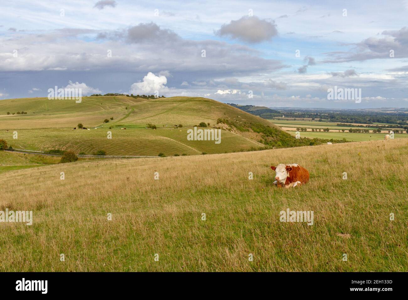 View past a resting cow towards Knap Hill (with a causewayed enclosure, a form of Neolithic earthwork) on Pewsey Downs, Wiltshire, UK. Stock Photo