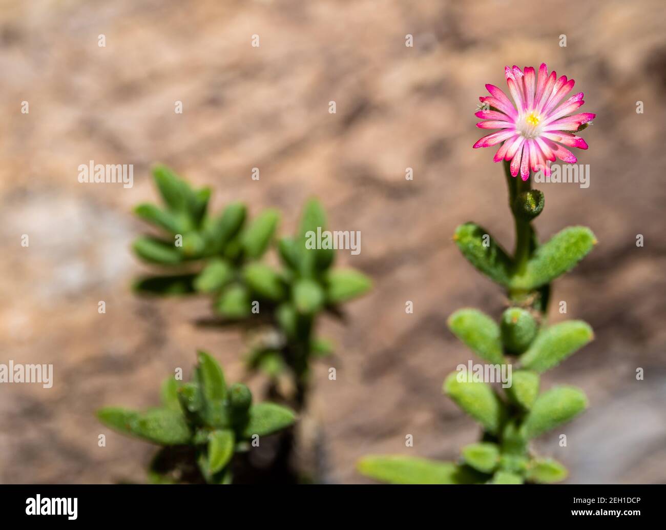 Purple lampranthus Pink color flower of Ice plant in the garden Stock Photo
