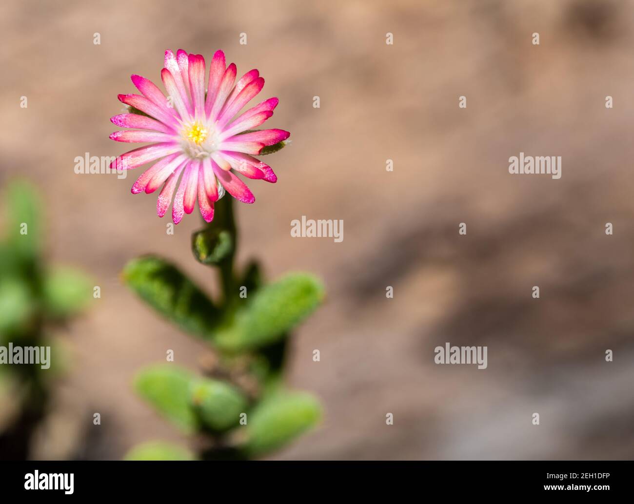 Purple lampranthus Pink color flower of Ice plant in the nature Stock Photo