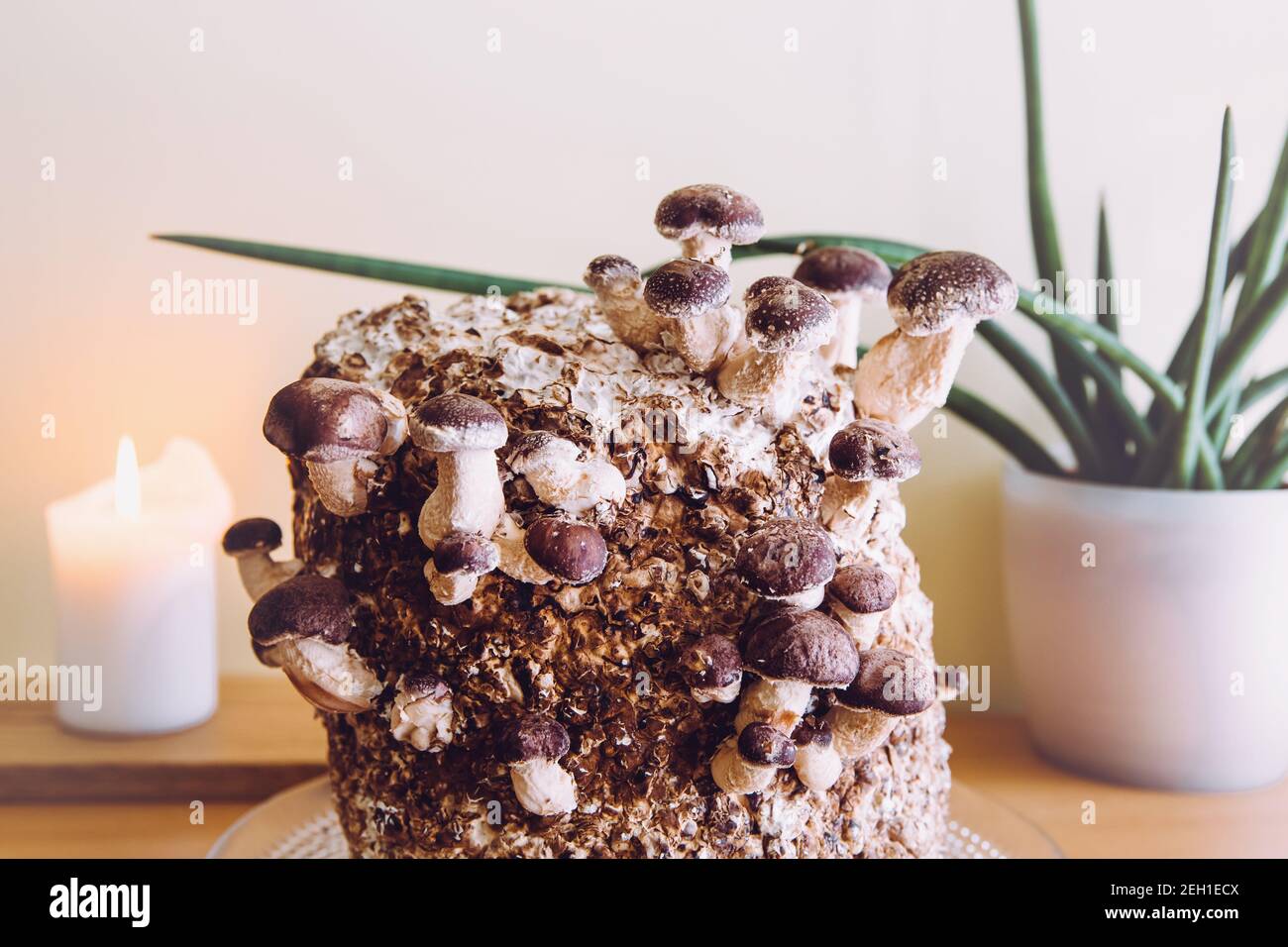 Shiitake mushrooms, Lentinula edodes growing kit in home kitchen, fungi culture. Fun hobby growing food in home. Stock Photo