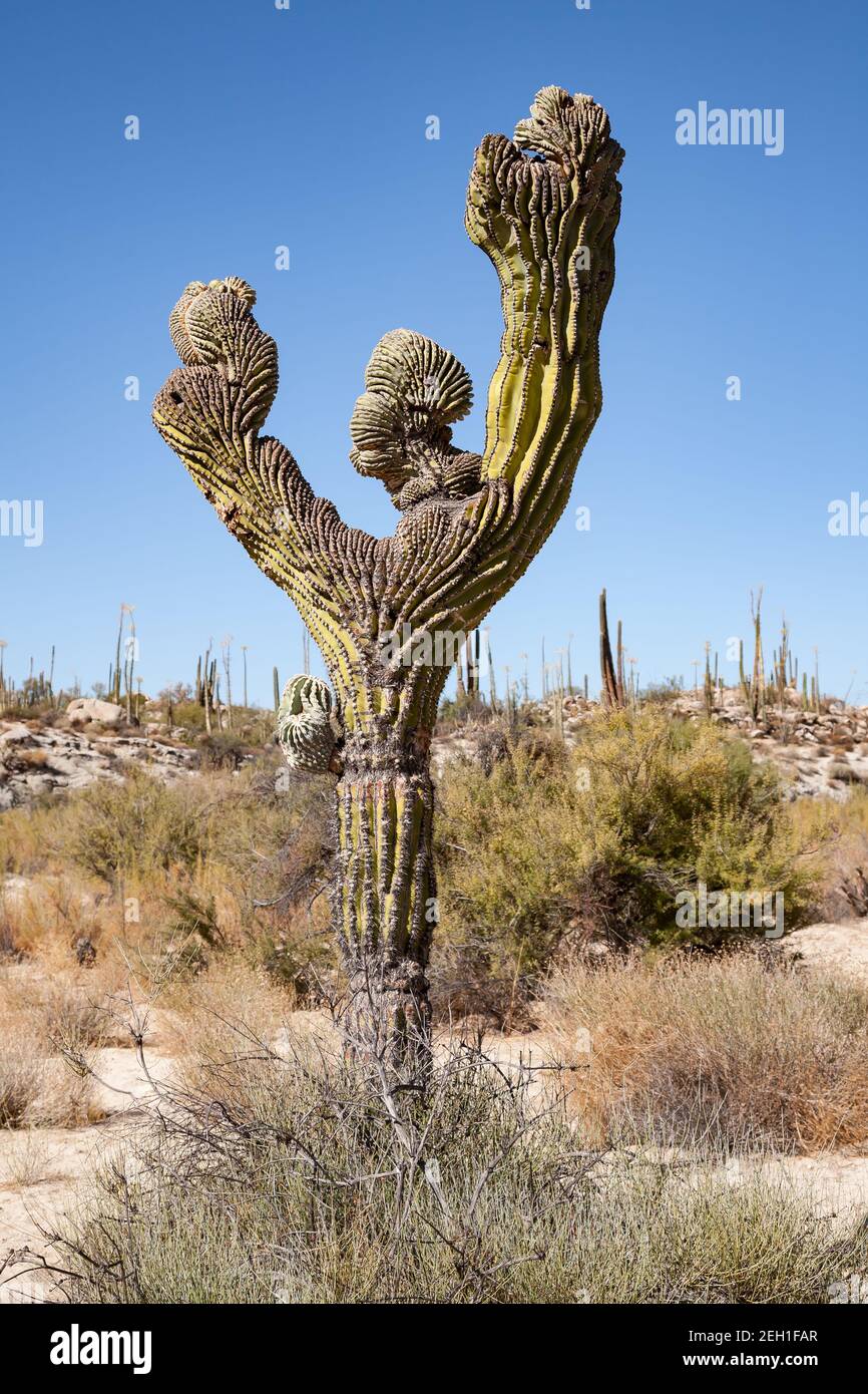 Cardon cactus with fan-shaped monstrose growth deformations in Baja California, Mexico Stock Photo
