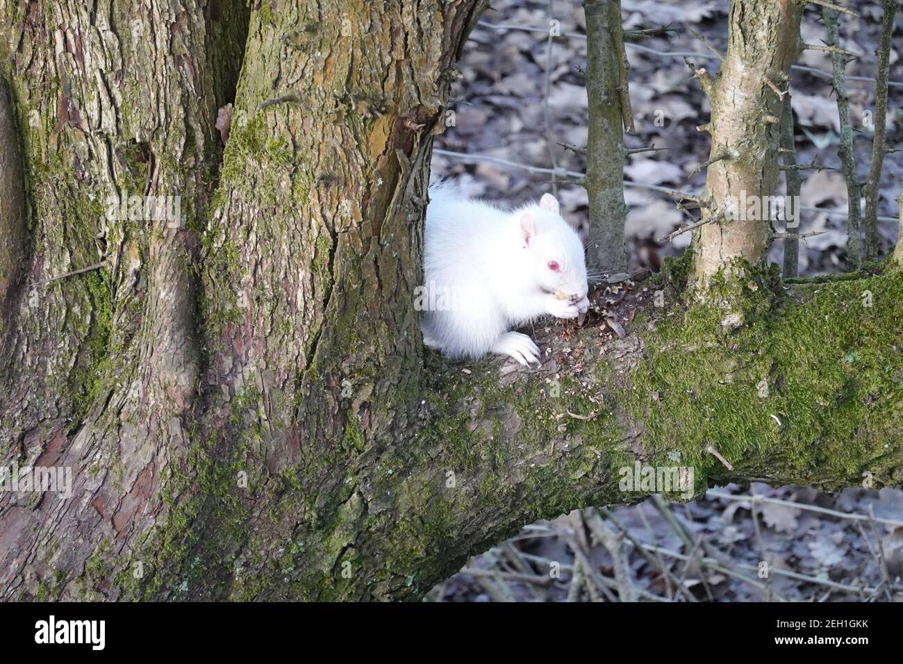 A rare albino grey squirrel feeding in tree on Forest Way East Sussex between Hartfield and Withyham Stock Photo