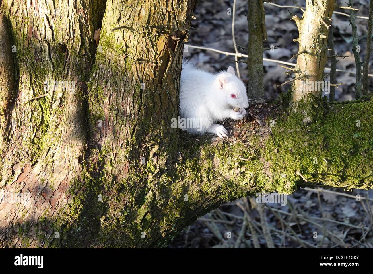 A rare albino grey squirrel feeding in tree on Forest Way East Sussex between Hartfield and Withyham Stock Photo