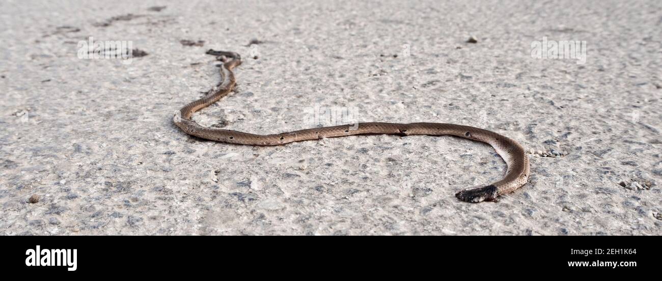 Crushed To Death High Resolution Stock Photography and Images Alamy