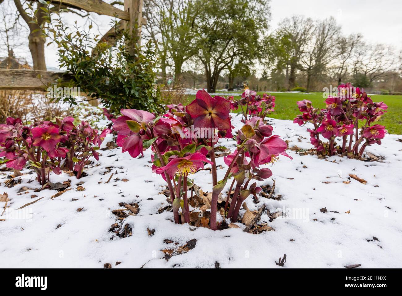 Purple hellebore HGC Ice 'n' Roses Red (Coseh 4100) flowering in snow RHS Garden, Wisley, Surrey in winter Stock Photo