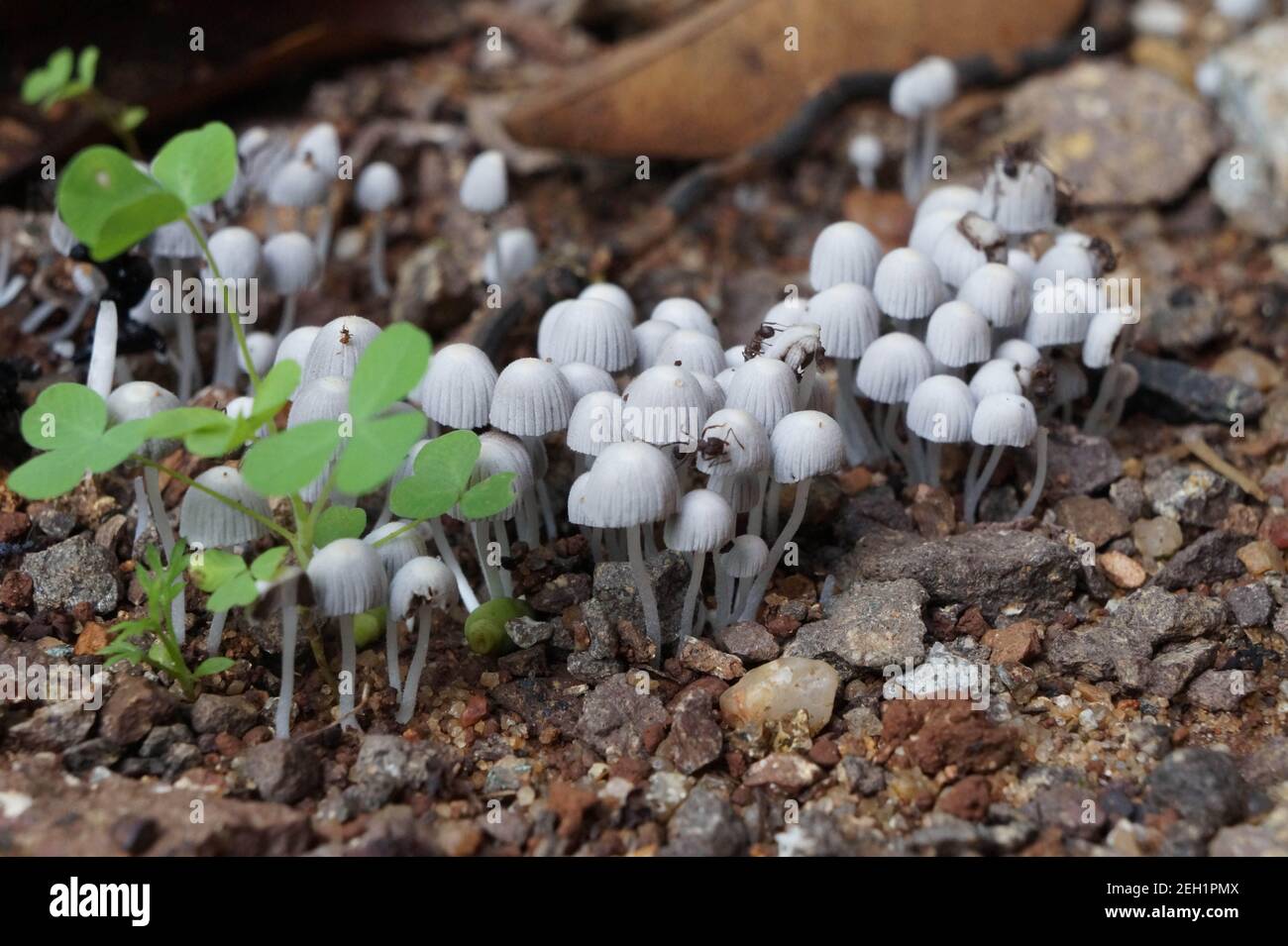 Mushroom picking Stock Photo