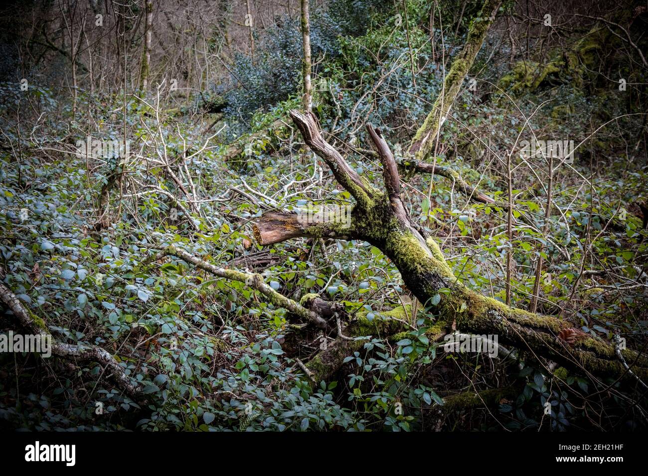 Tangled undergrowth in the atmospheric Metha Woods in Lappa Valley near St Newlyn East in Cornwall. Stock Photo
