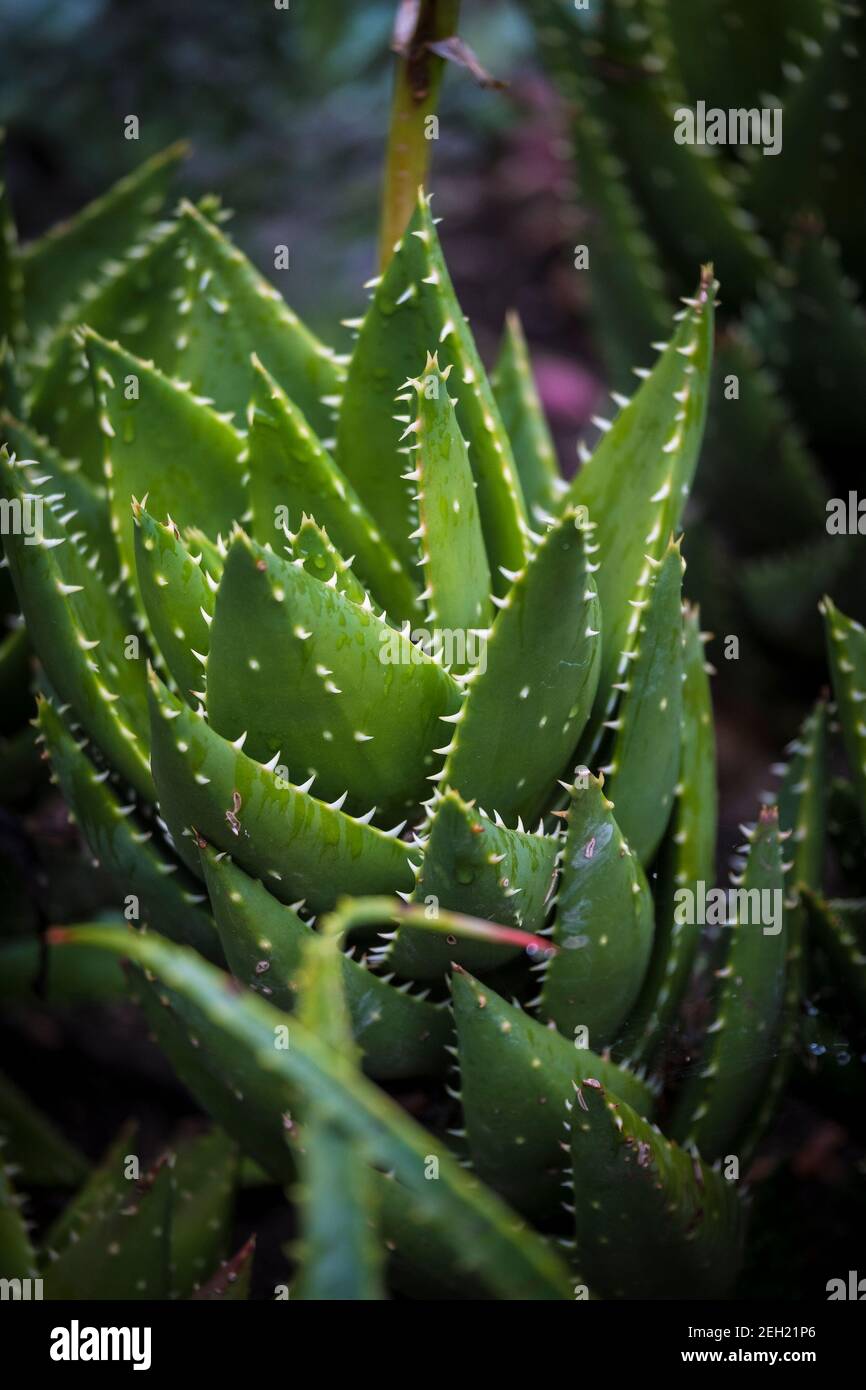 The spikey fleshy leaves of the sub tropical Aloe polyphylla plant. Stock Photo
