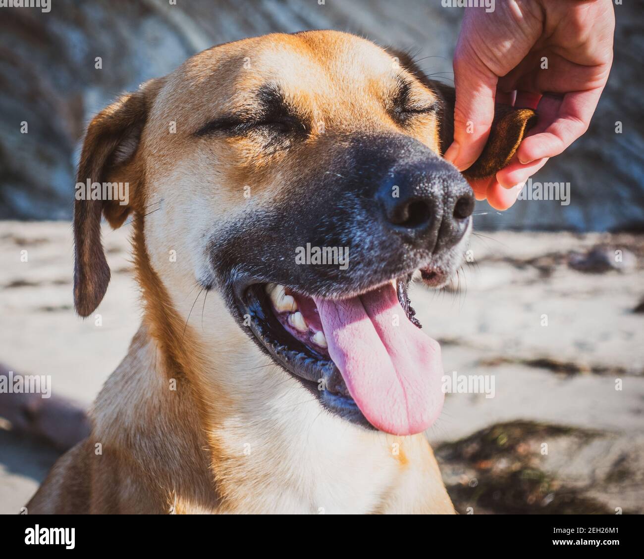 Black mouth cur is a breed Stock Photo