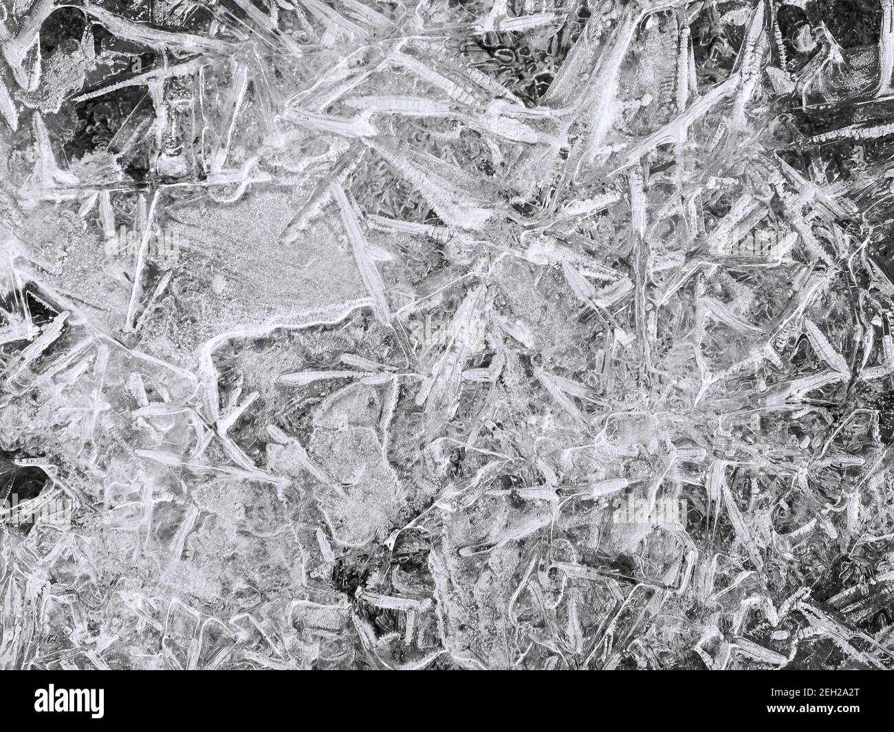 Ice formed on a puddle (black and white) Stock Photo