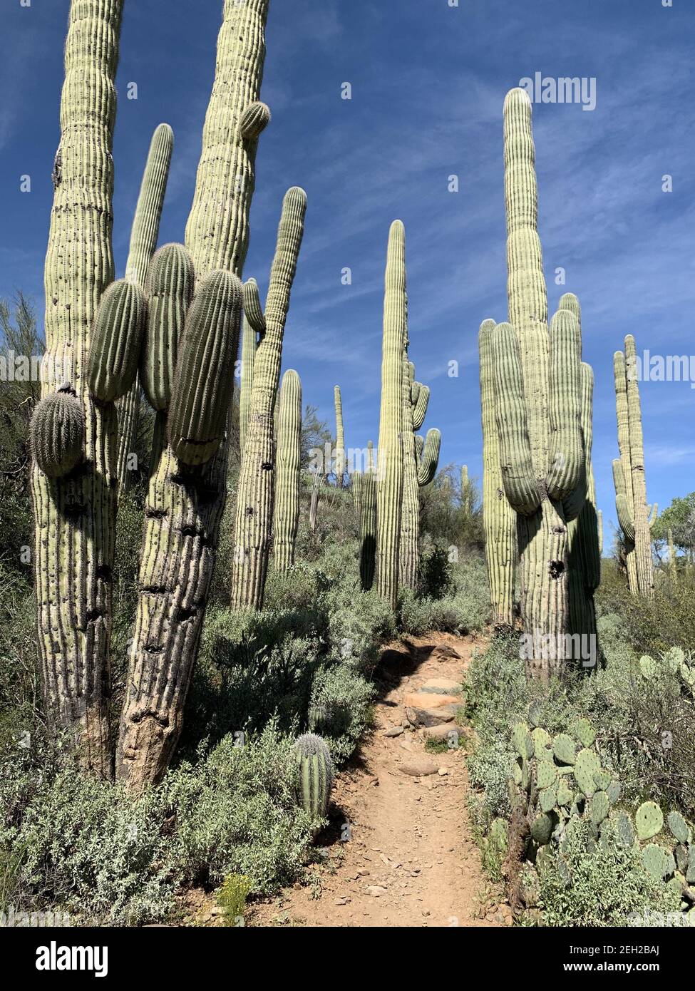 Vertical shot of saguaro cactuses in the Sonoran Desert near Phoenix ...