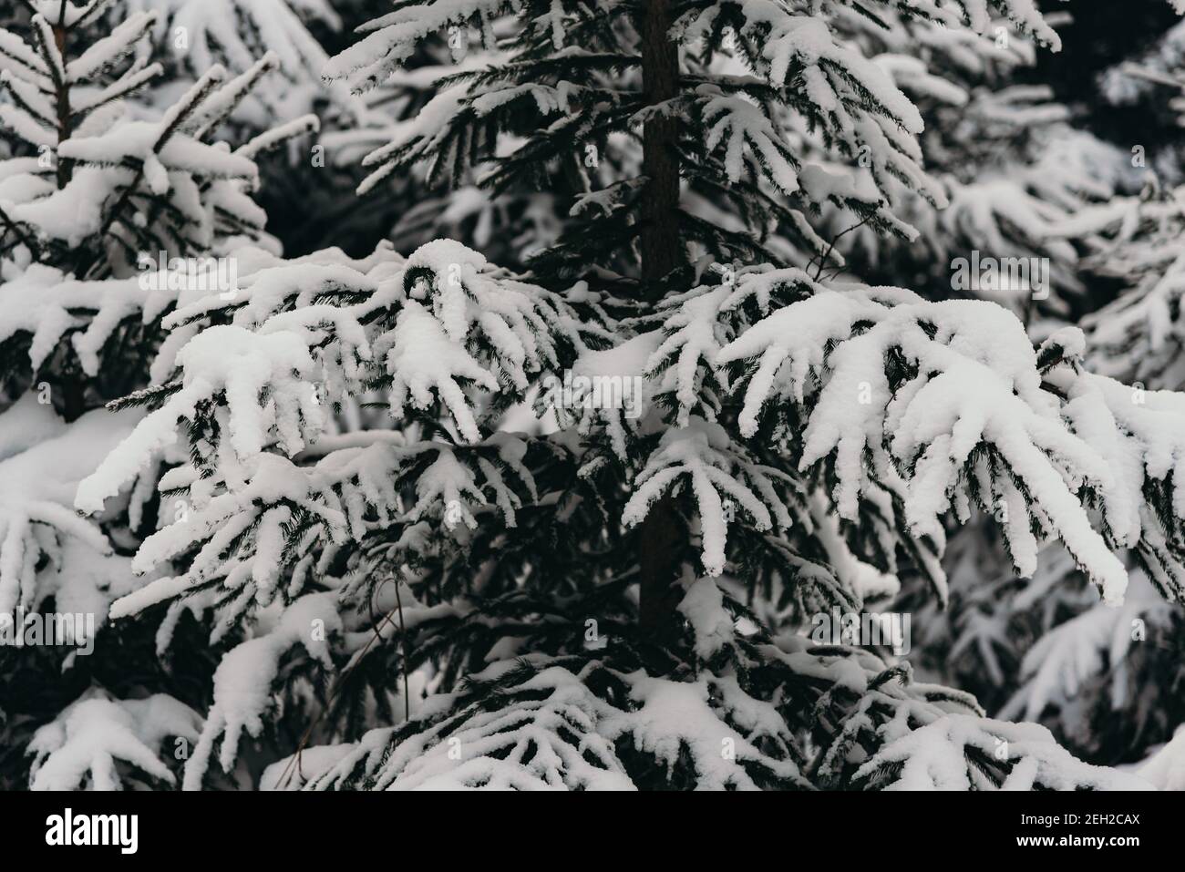 Closeup shot of snowy branches of fir trees Stock Photo - Alamy