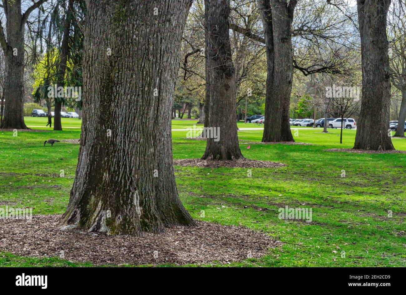 Beautiful view of a lot of trees in a park at day Stock Photo - Alamy
