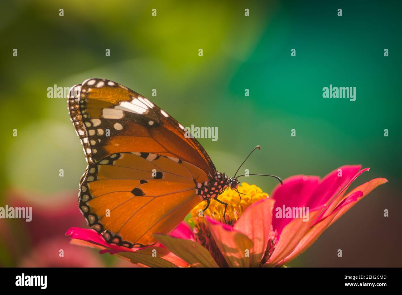 Monarch Butterfly On Daisy Flower In The Garden Stock Photo