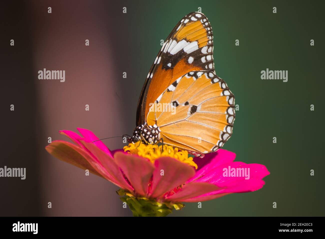 Monarch Butterfly On Daisy Flower In The Garden Stock Photo