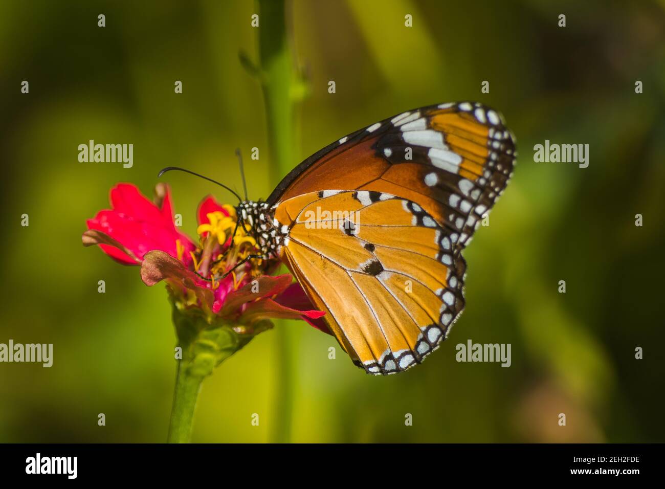 Monarch Butterfly On Daisy Flower In The Garden Stock Photo