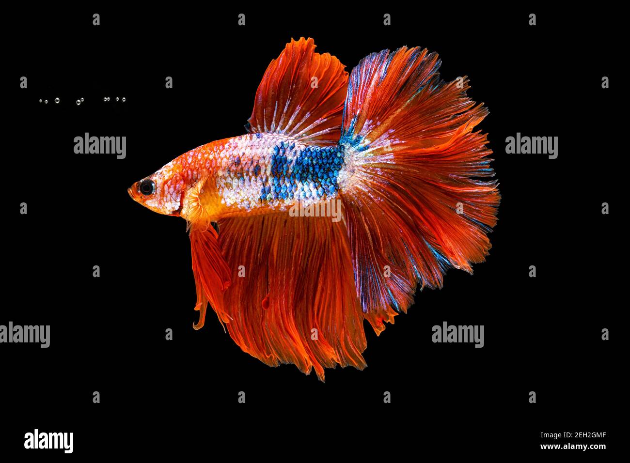 Movement beautiful of colorful siamese betta fish or half moon betta ...