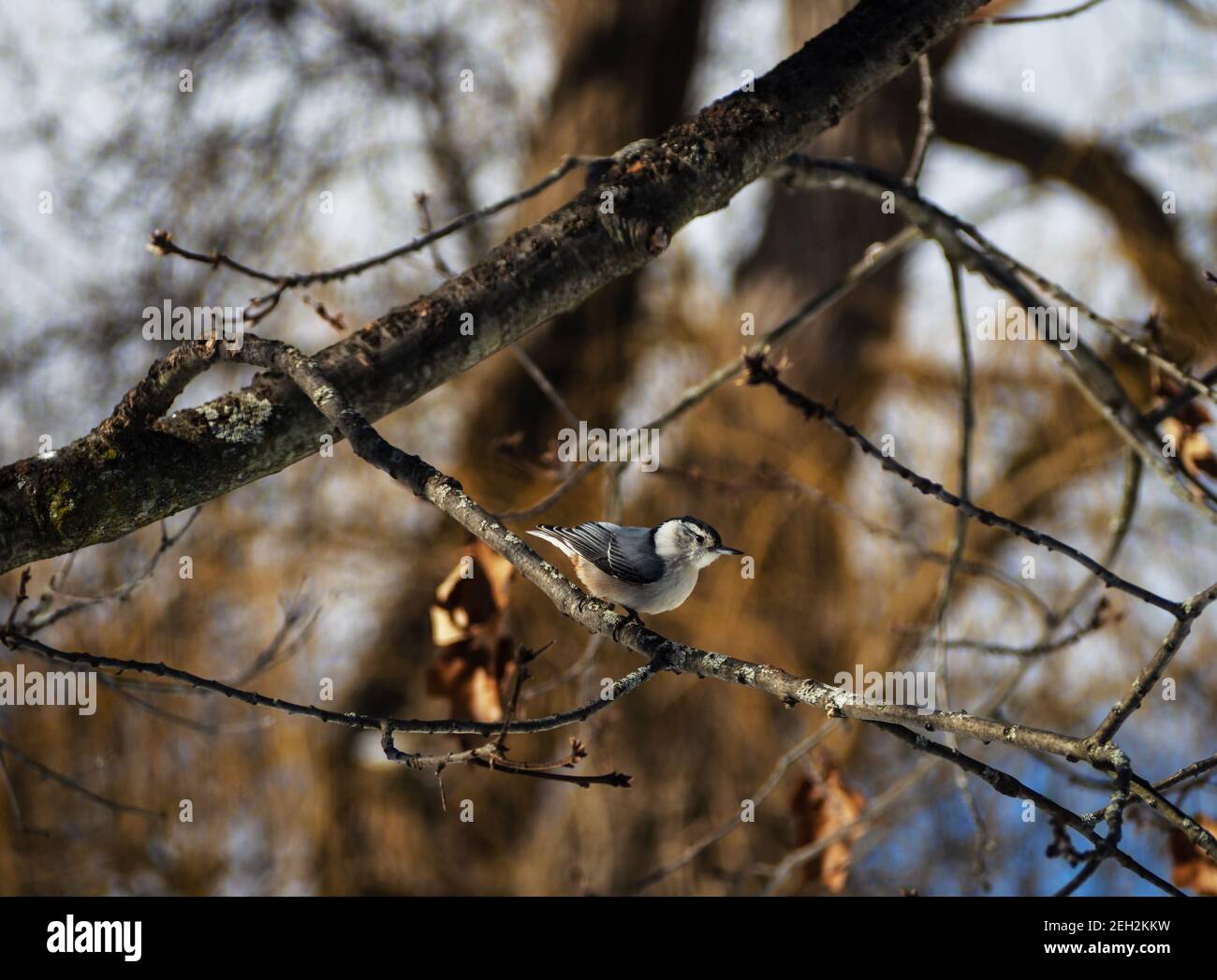 White-breasted Nuthatch on an Oak Tree branch in the wintertime Stock Photo