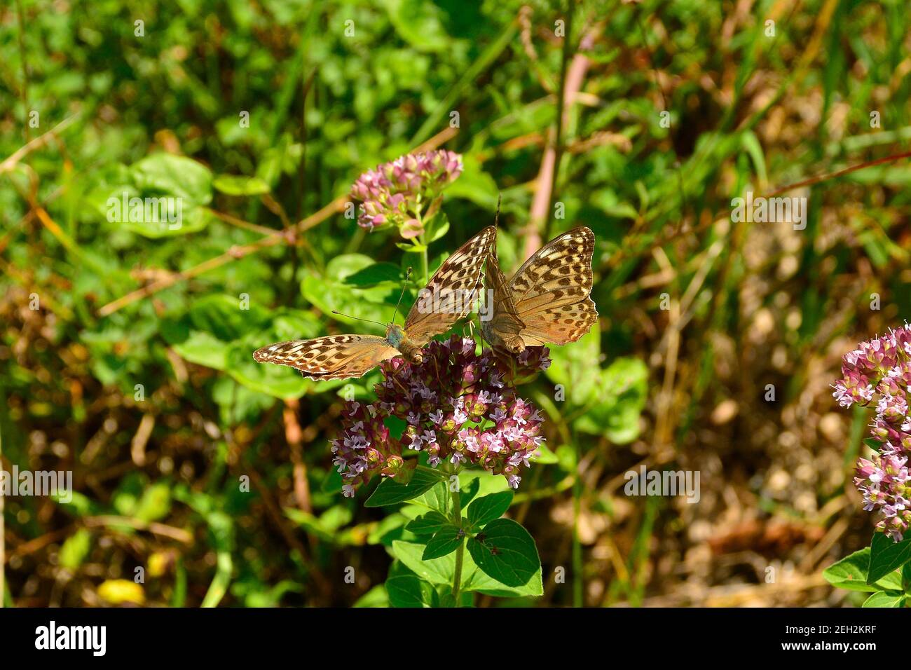 2 female Silver Washed Fritillary Butterflies in north east Italy. They are on the flowers of perrenial herb Asclepias Syriaca, AKA Common Milk Weed Stock Photo