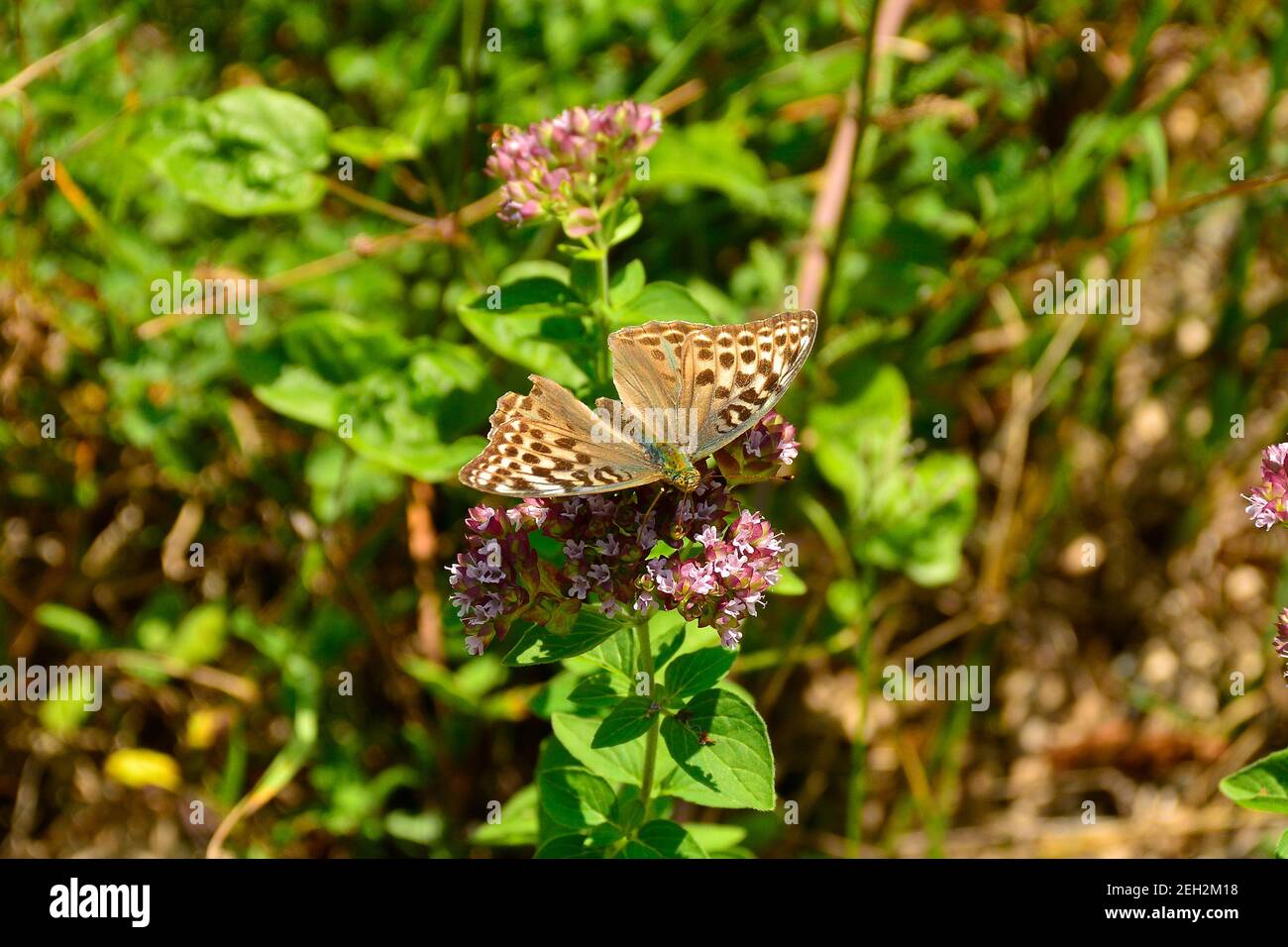 A female Silver Washed Fritillary Butterfly in north east Italy. They are on the flowers of the perrenial herb Asclepias Syriaca, AKA Common Milk Weed Stock Photo