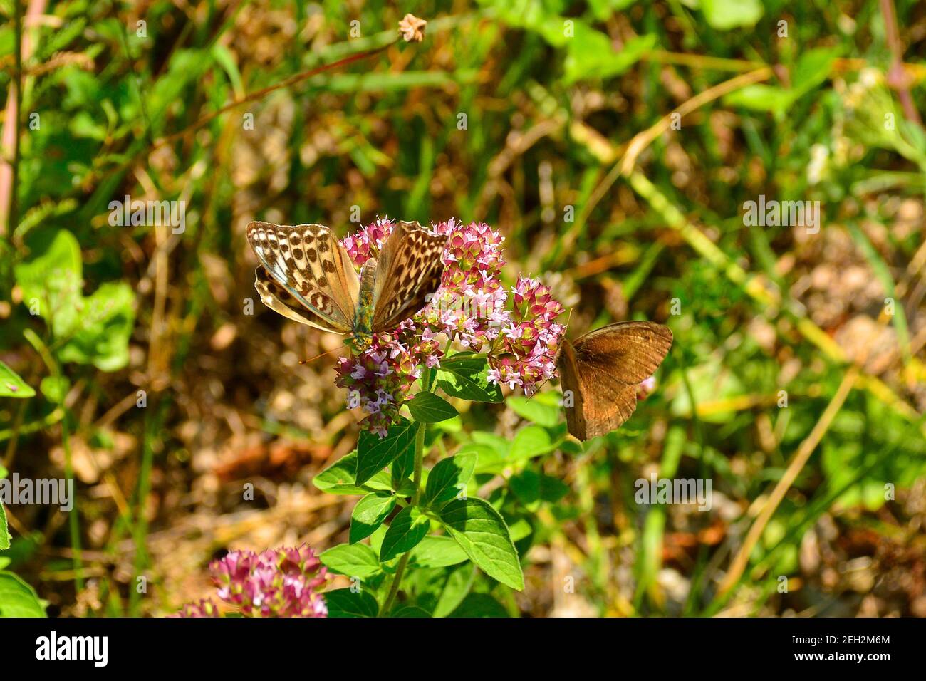 A female Silver Washed Fritillary Butterfly in north east Italy. They are on the flowers of the perrenial herb Asclepias Syriaca, AKA Common Milk Weed Stock Photo