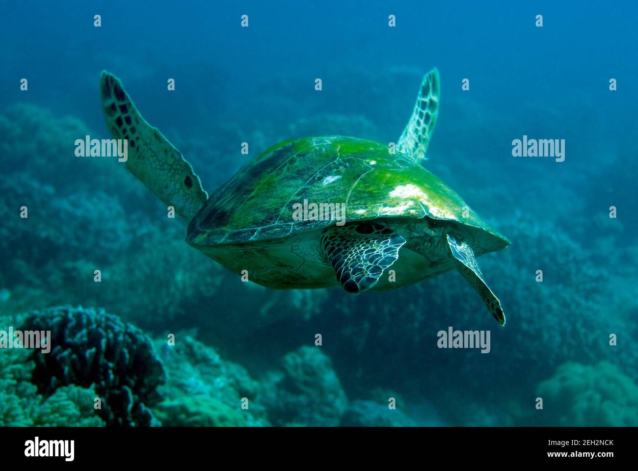 Green Sea Turtle resting on a coral. Underwater image taken scuba diving in Philippines. Stock Photo