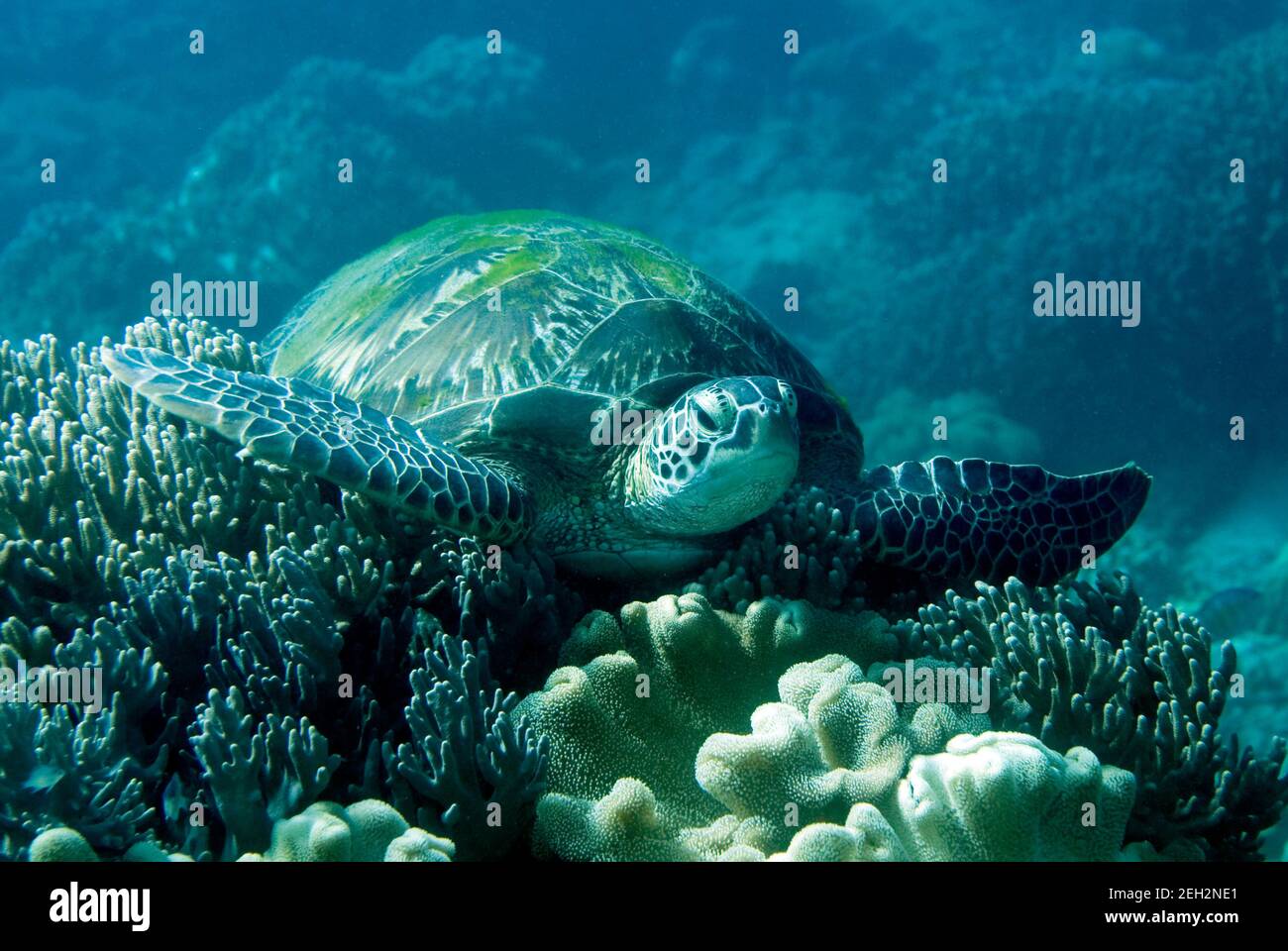 Green Sea Turtle resting on a coral. Underwater image taken scuba diving in Philippines. Philippines Stock Photo