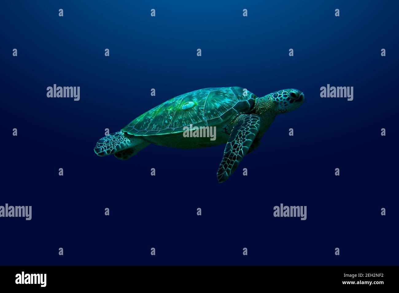 Turtle. A loggerhead turtle swimming upward against a blue background. Stock Photo