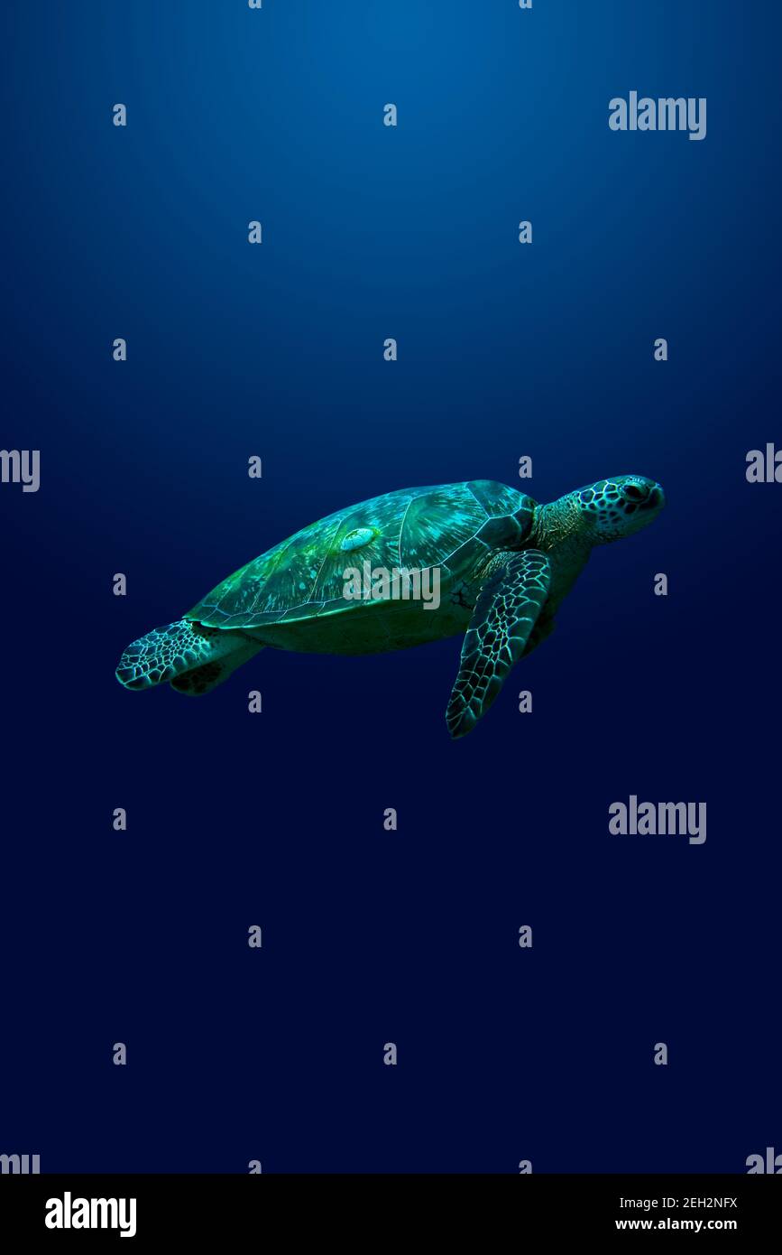 Turtle. A loggerhead turtle swimming upward against a blue background. Stock Photo