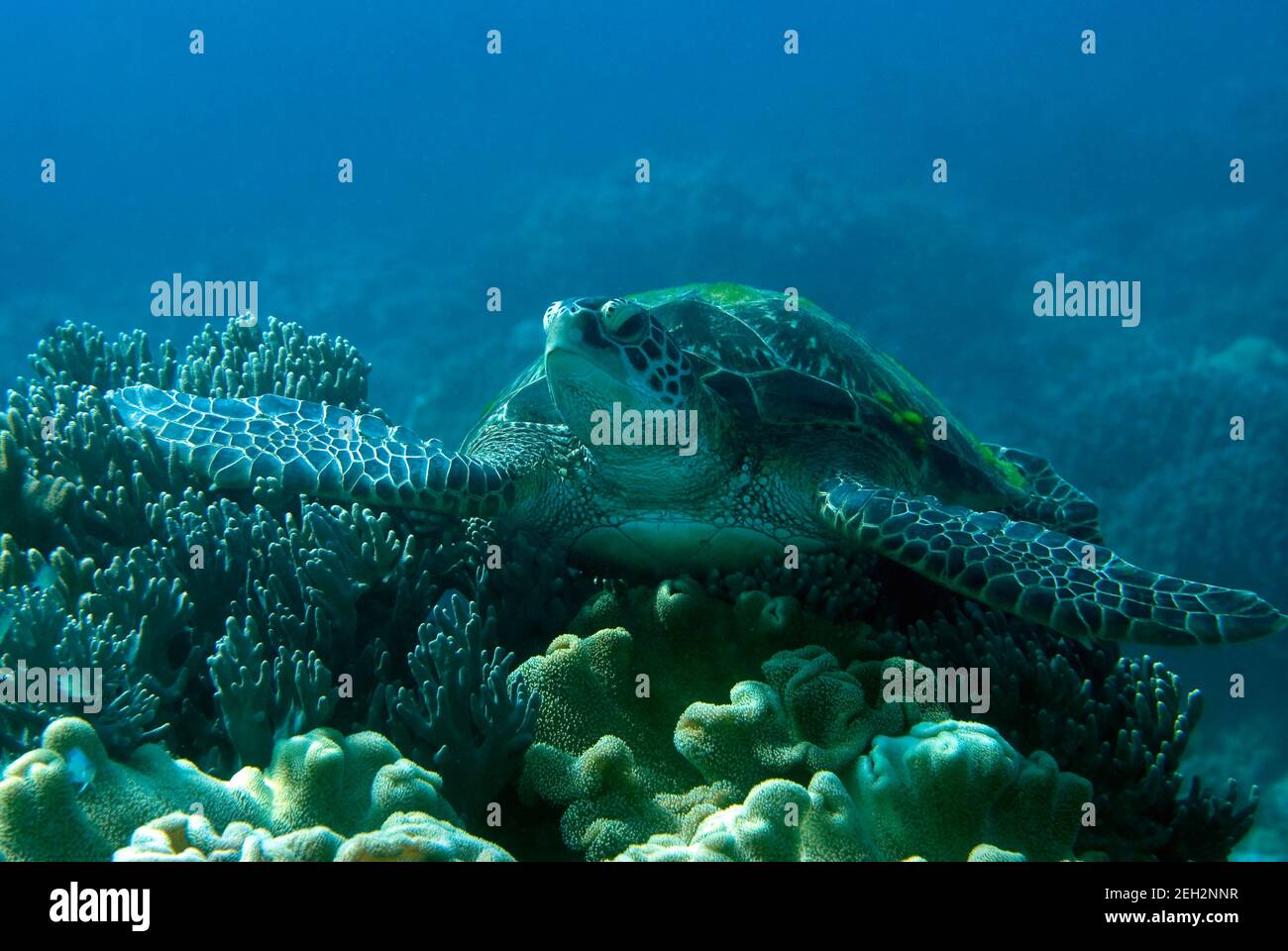 Green Sea Turtle resting on a coral. Underwater image taken scuba diving in Philippines. Stock Photo