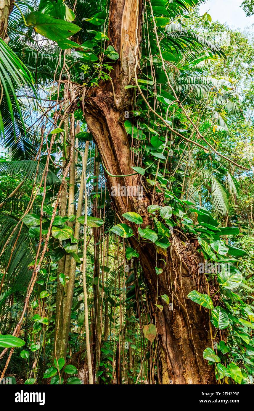 Vertical shot of a tropical tree in Jungle with lush nature in Brazil