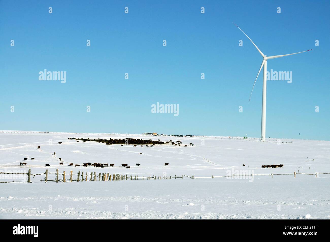 Winter snow-covered landscape with wind turbine, cows on pasture technology in rural scene Stock Photo