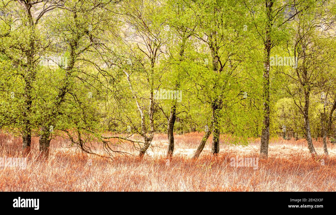Spring birch trees and grasses Stock Photo