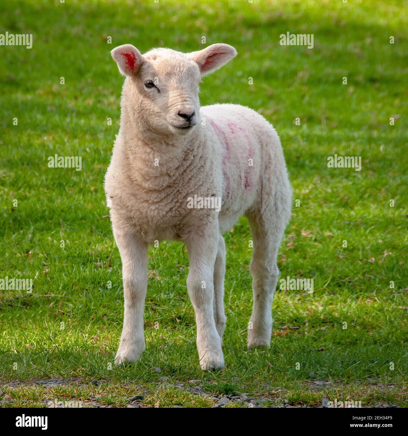 Lamb in a meadow Stock Photo