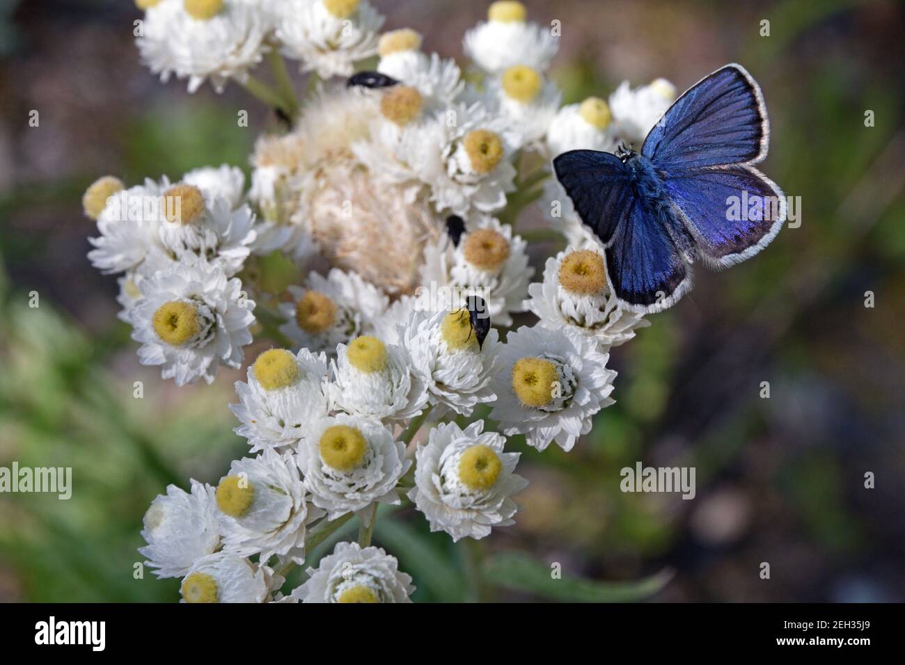 A spring azure butterfly and beetles feeding on nectar in a pearly everlasting wildflower. Yaak Valley, Montana. (Photo by Randy Beacham) Stock Photo