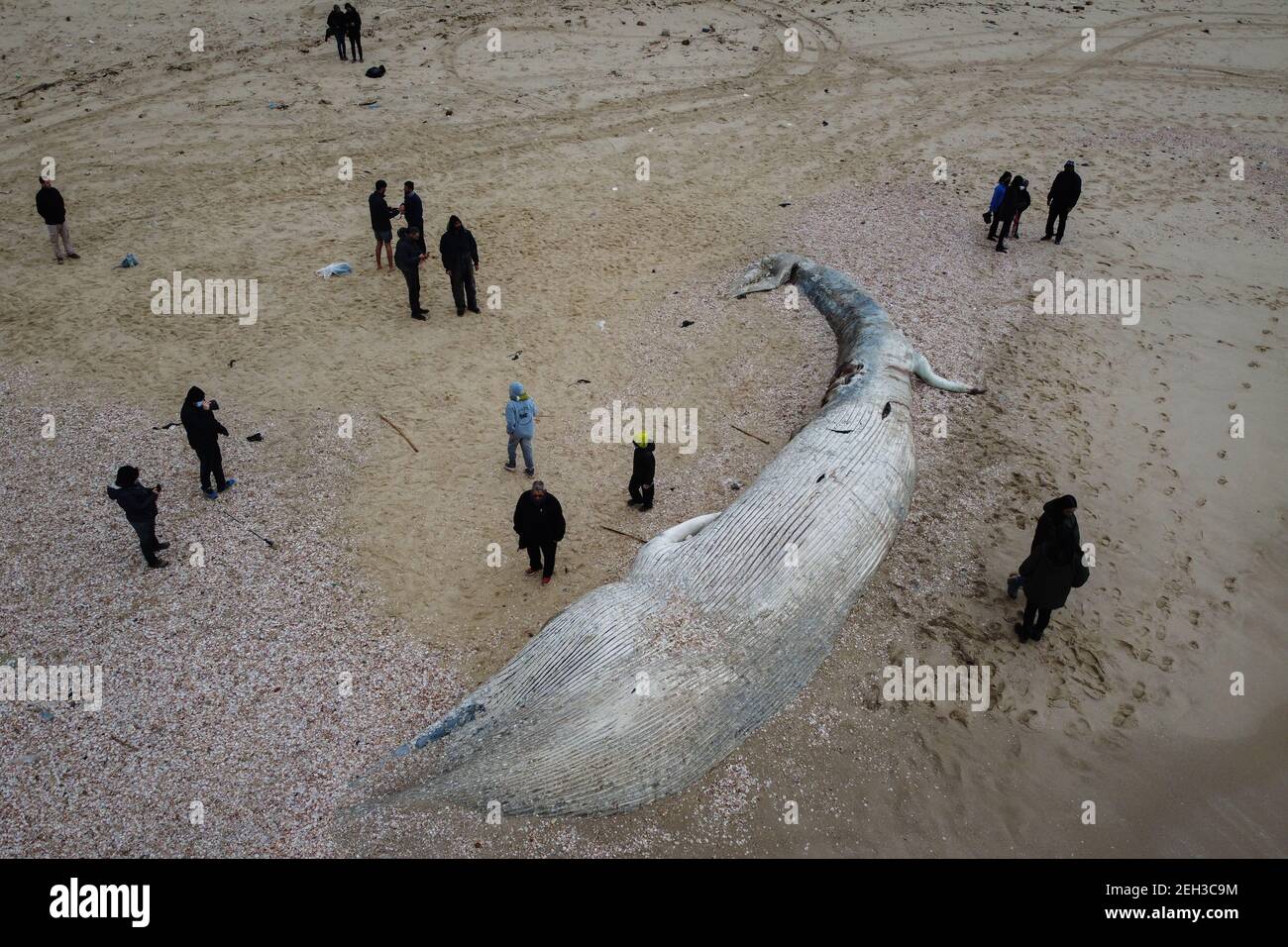 Nitzanim Reserve, Israel. 19th Feb, 2021. An aerial view of a dead fin whale calf washed up on a beach south of Tel Aviv. According to Israeli officials, it wasn't clear what caused the death. Credit: Oren Ziv/dpa/Alamy Live News Stock Photo