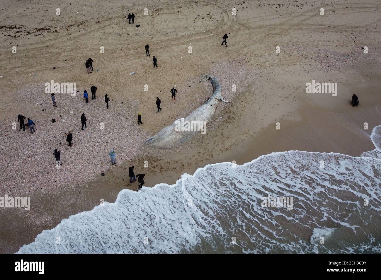 Nitzanim Reserve, Israel. 19th Feb, 2021. An aerial view of a dead fin whale calf washed up on a beach south of Tel Aviv. According to Israeli officials, it wasn't clear what caused the death. Credit: Oren Ziv/dpa/Alamy Live News Stock Photo