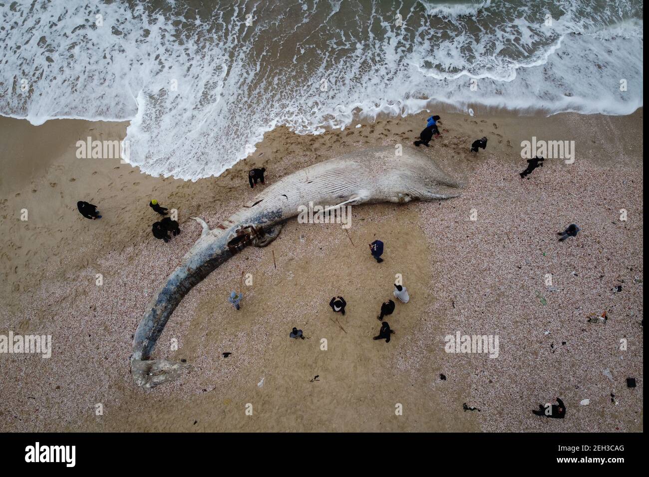 Nitzanim Reserve, Israel. 19th Feb, 2021. An aerial view of a dead fin whale calf washed up on a beach south of Tel Aviv. According to Israeli officials, it wasn't clear what caused the death. Credit: Oren Ziv/dpa/Alamy Live News Stock Photo