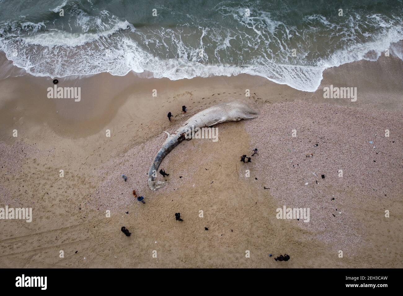 Nitzanim Reserve, Israel. 19th Feb, 2021. An aerial view of a dead fin whale calf washed up on a beach south of Tel Aviv. According to Israeli officials, it wasn't clear what caused the death. Credit: Oren Ziv/dpa/Alamy Live News Stock Photo