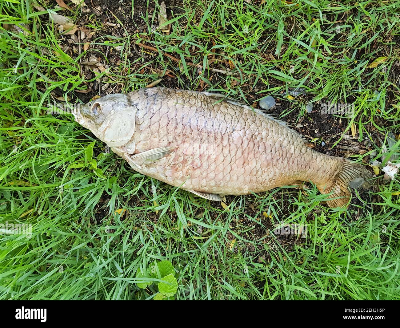 Bloated Dead Poisoned Fish Lies On The River Bank Environmental Pollution The Effects Of Toxic Emissions In The Aquatic Environment Stock Photo Alamy