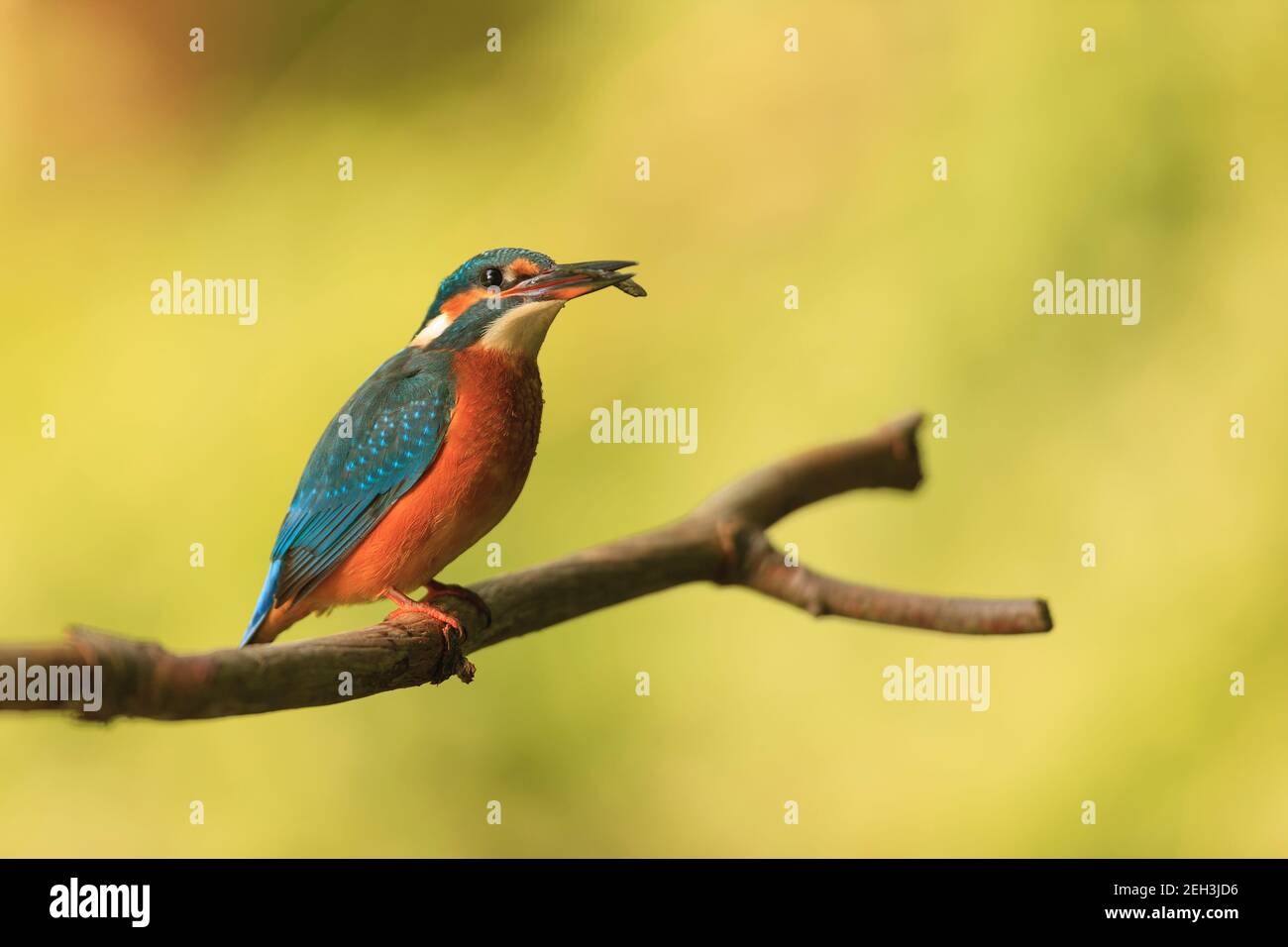 A Kingfisher perched in its natural habitat. Stock Photo