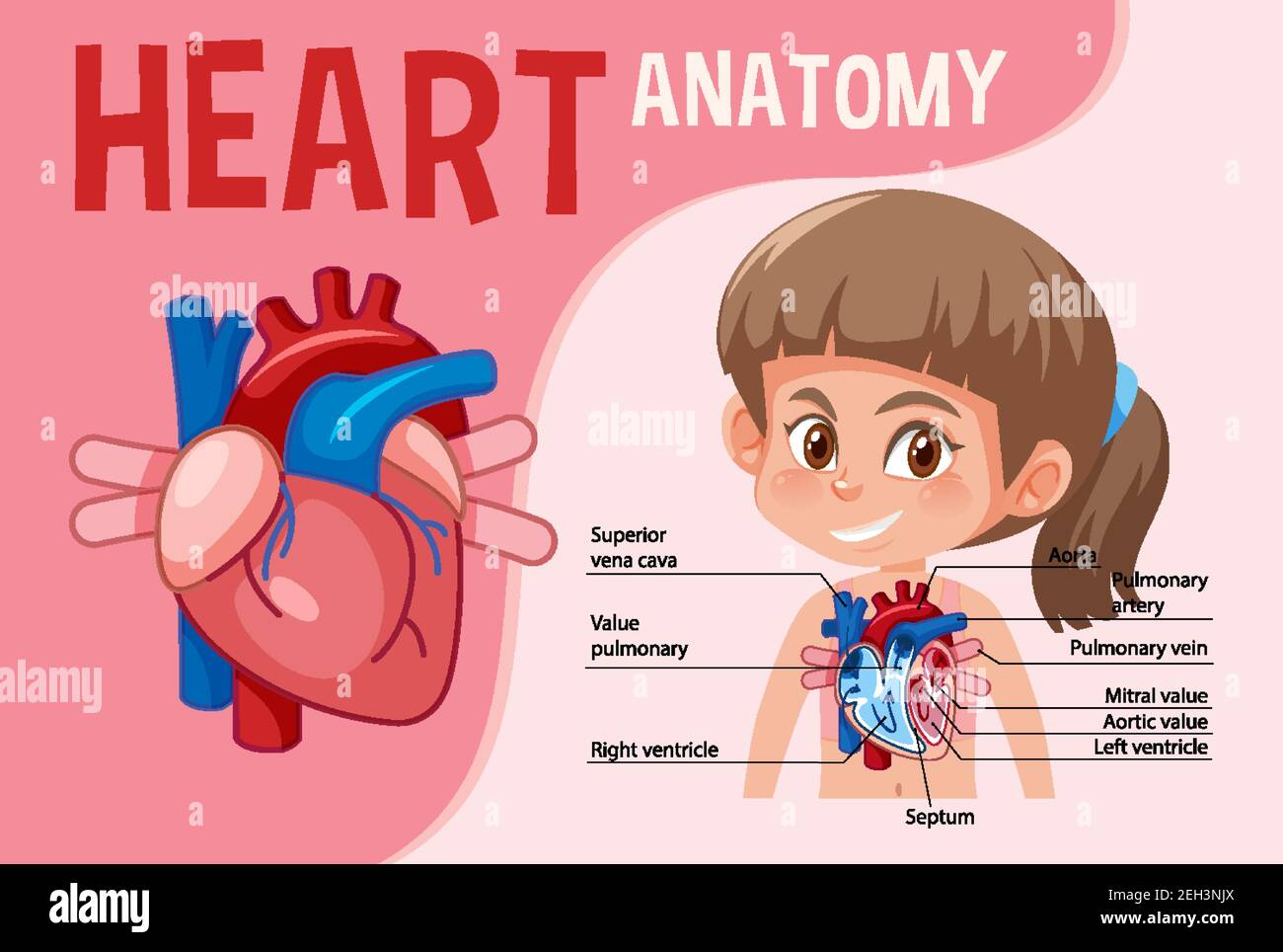 Information poster of human heart diagram illustration Stock Vector ...