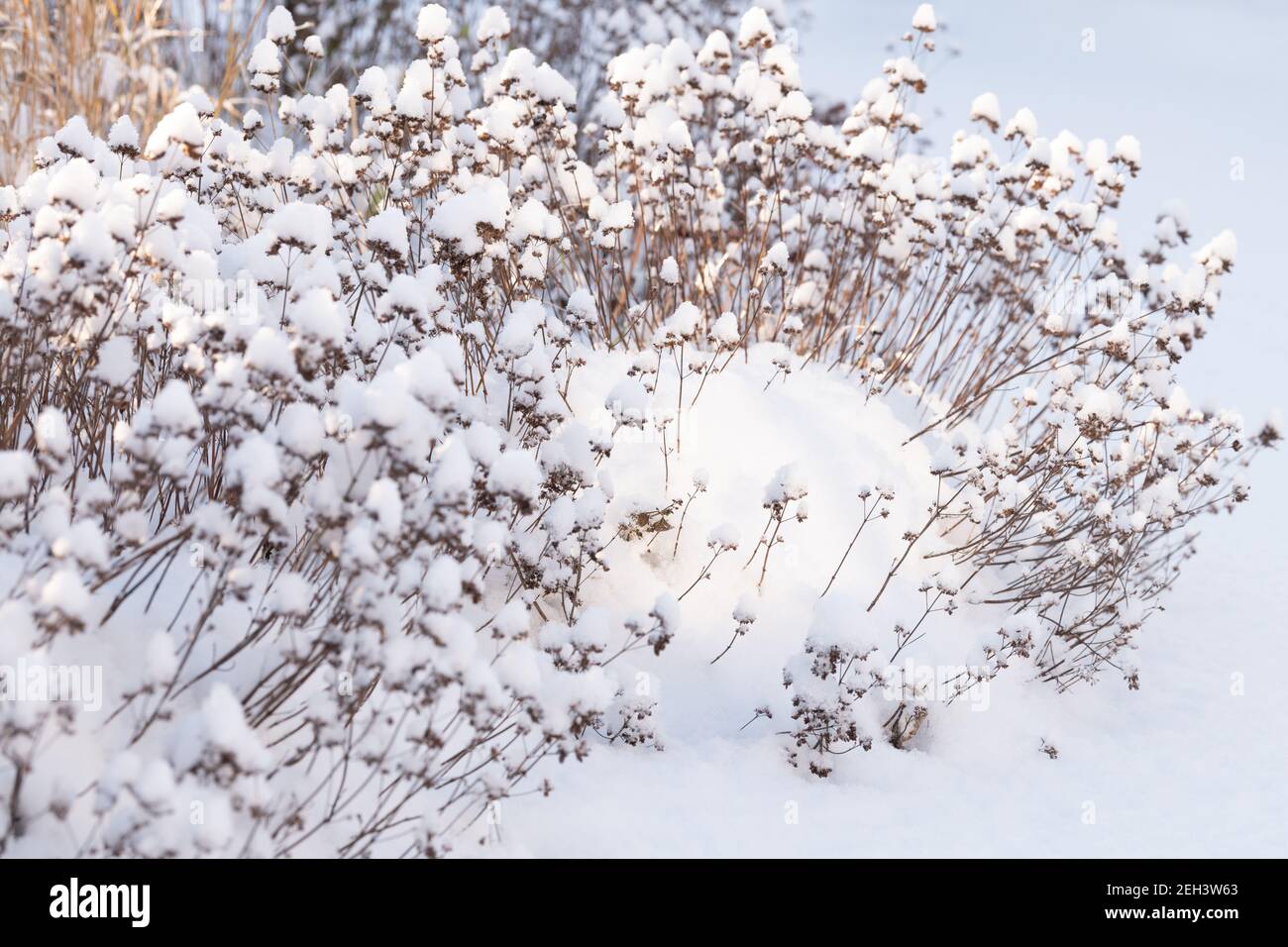 Marjoram (origanum majorana) plant and seedheads covered in snow in winter garden - Scotland, UK Stock Photo