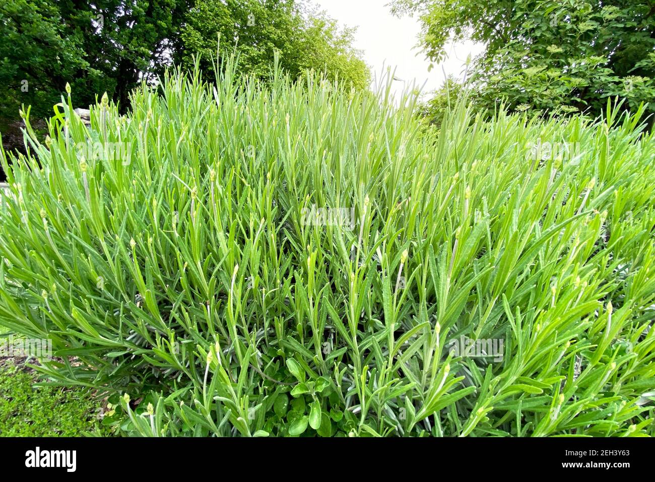 Rosemary herb garden. Spices for cooking. Green aromatic Herb grow