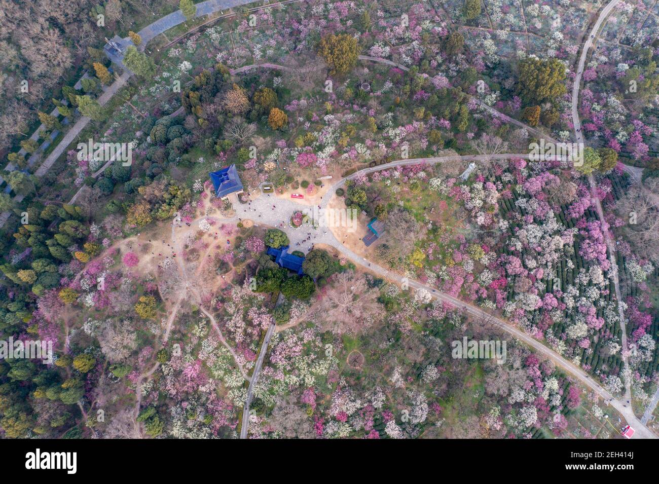 Nanjing. 19th Feb, 2021. Aerial photo taken on Feb. 19, 2021 shows the Meihuashan (Plum Blossom Hill) scenic area in Nanjing, east China's Jiangsu Province. A festival featured with plum blossom kicked off here on Friday. Credit: Zhang Peng/Xinhua/Alamy Live News Stock Photo