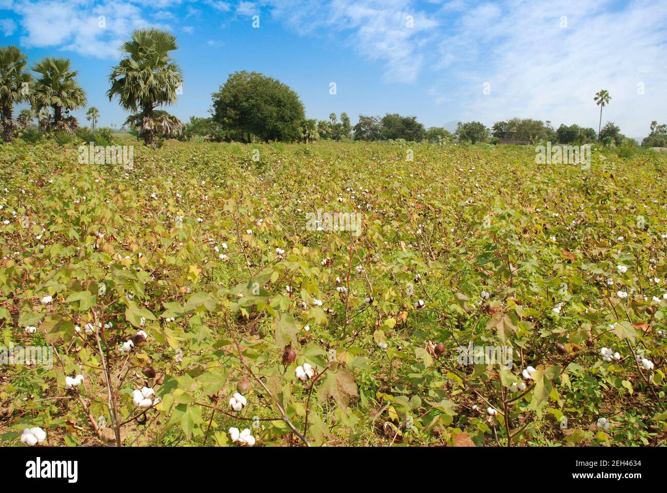 Organic cotton india hi-res stock photography and images - Alamy