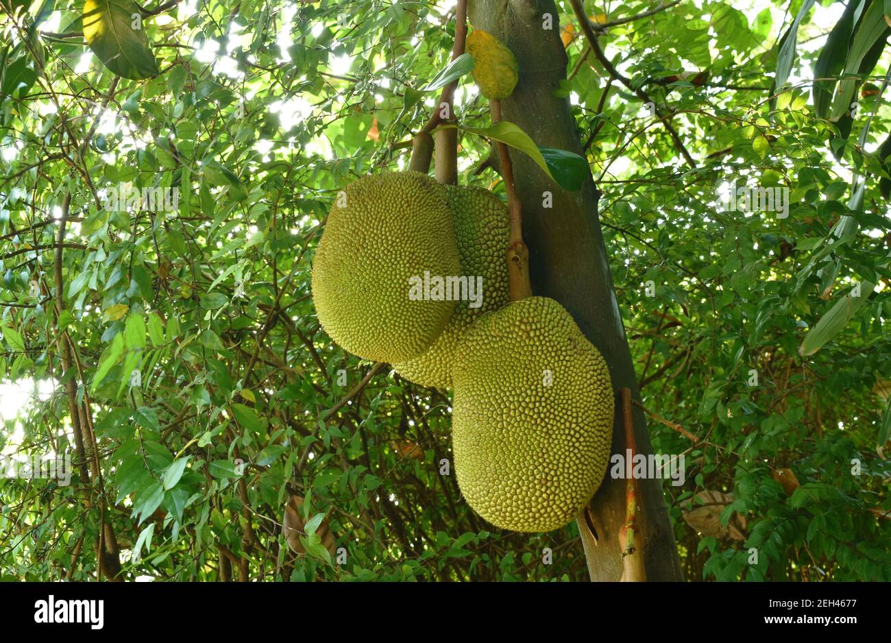 jackfruit growing hanging from branch on tree in farm Stock Photo Alamy